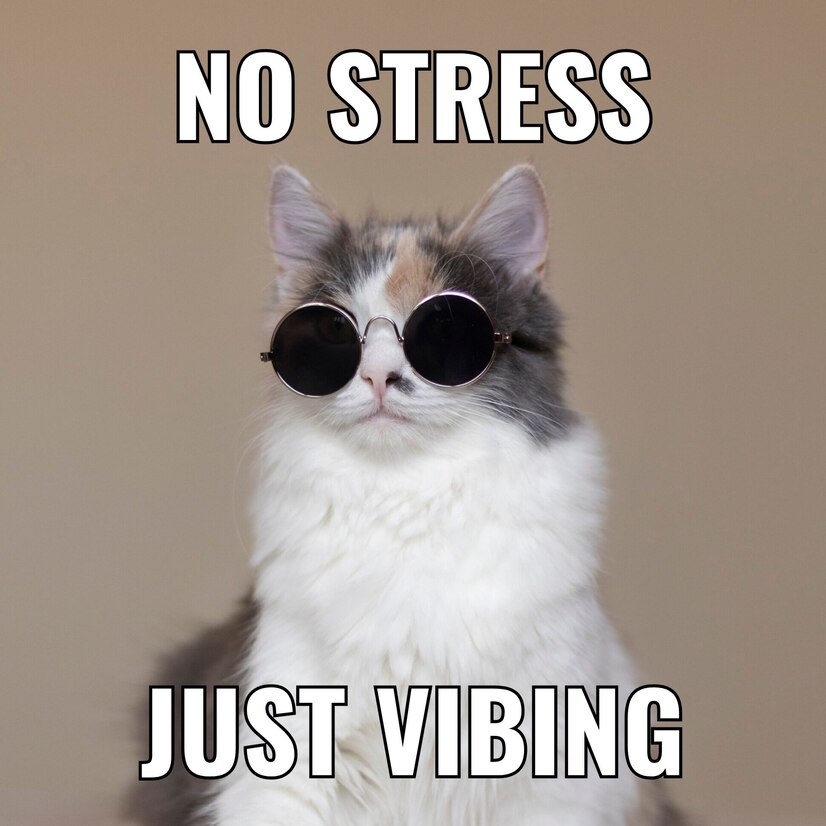 meme of a cat idea to upload on tiktok
